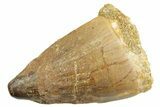 Bargain, Fossil Mosasaur (Thalassotitan) Tooth - Morocco #364051-1
